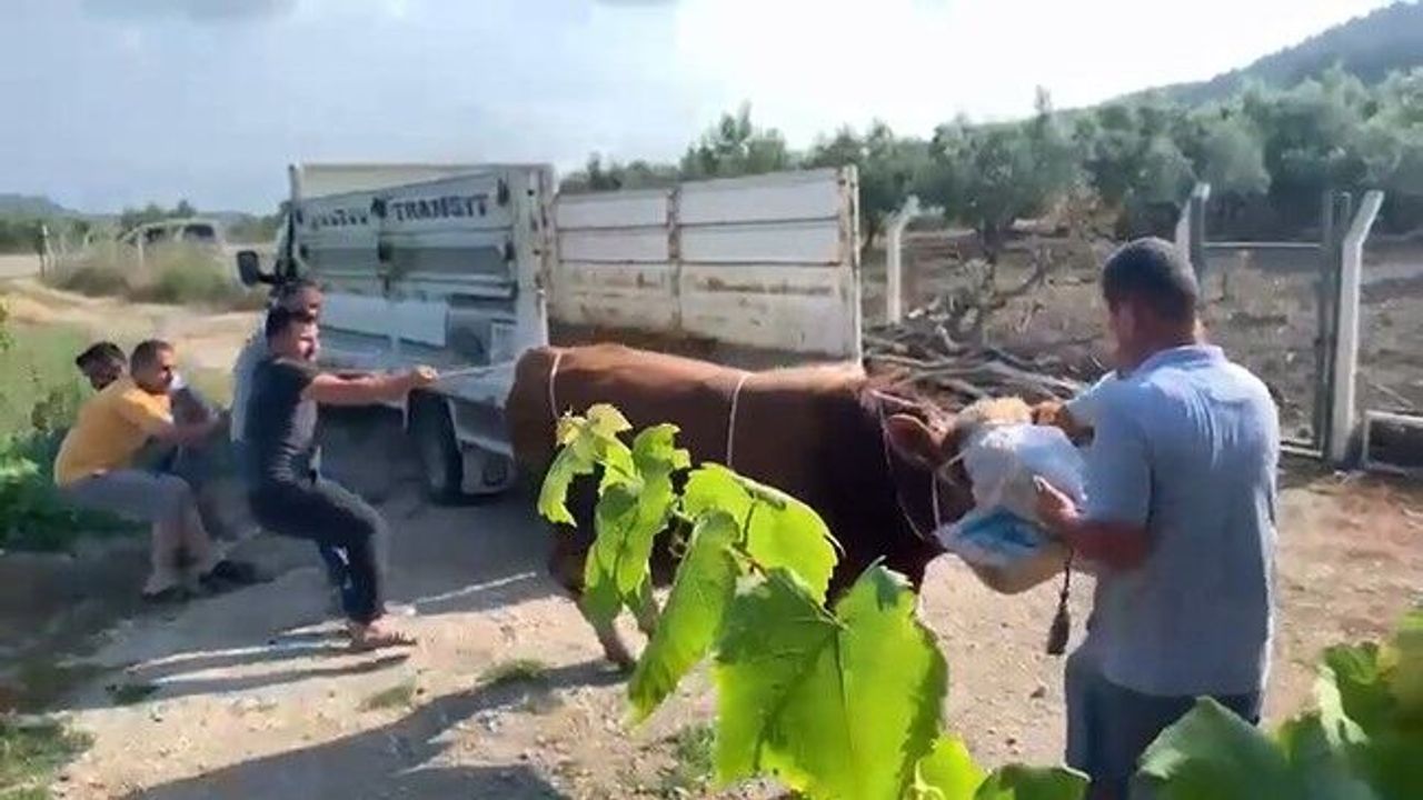 6 kişinin zapt edemediği boğa bir tekmeyle böyle yere serdi