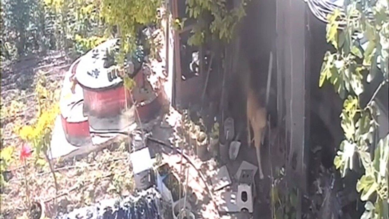 Sokak Köpekleri Kümese Girdi: 30 Tavuk Telef Oldu