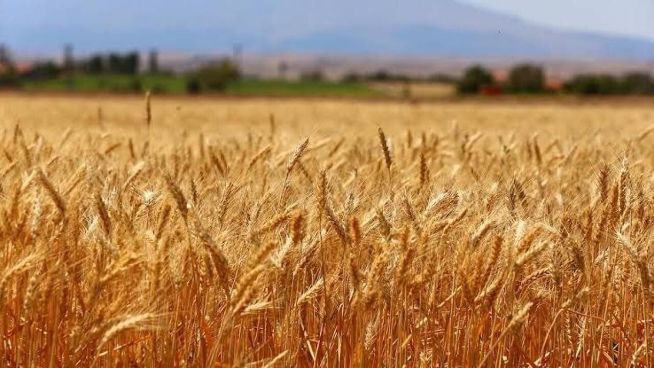 2026 Yılı Buğday Alım Fiyatı: Ton Başına 16 Bin 500 Lira Belirlendi