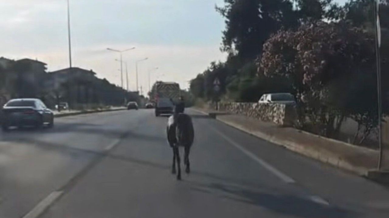 Bursa-Mudanya Yolunda Başıboş At Paniği: Sürücüler Zor Anlar Yaşadı