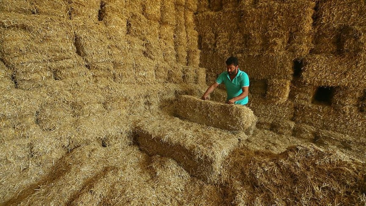 Saman Fiyatlarında Tarihi Düşüş: Yüzde 50 Geriledi