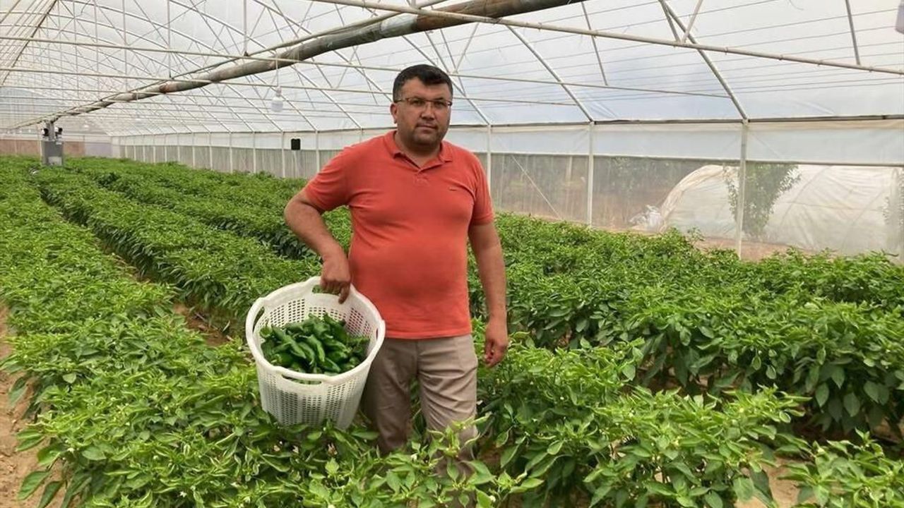 Emcelli Biberi Kilosu 350 TL: Pazarda Yoğun İlgiyle Satılıyor