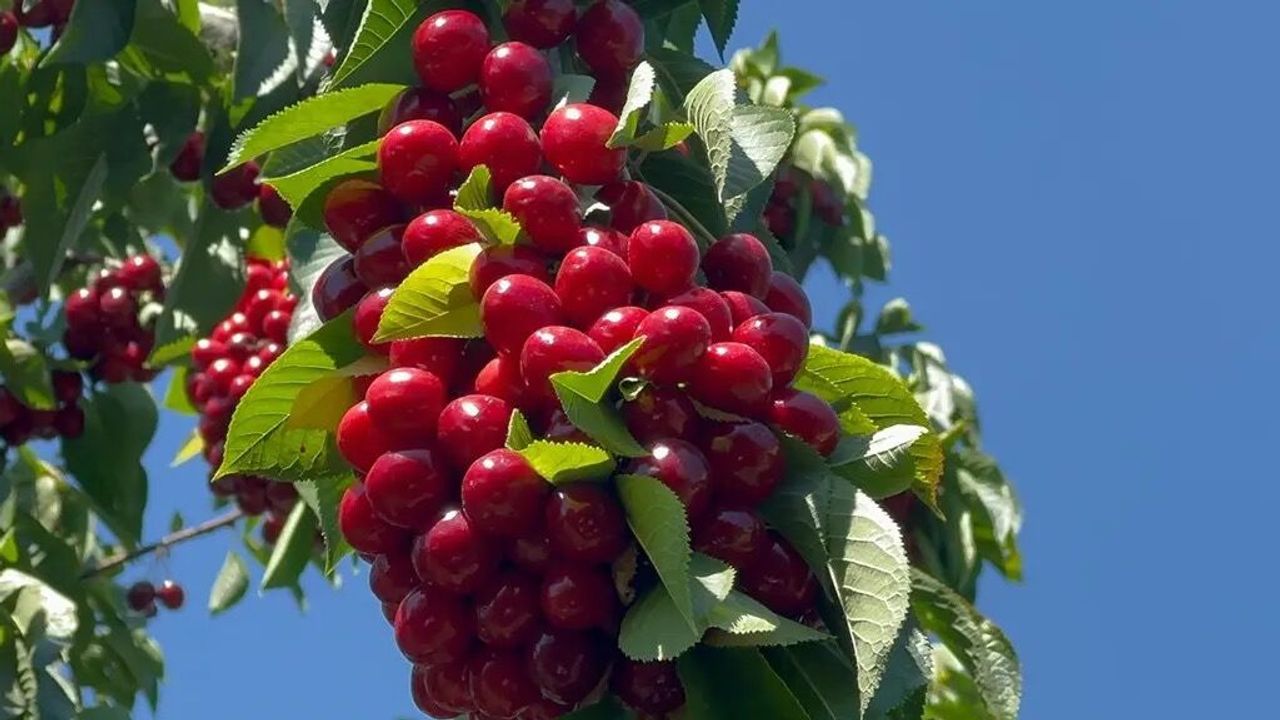 Geçen yılki tablodan eser yok